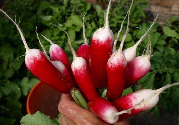 Сорт, который успевает вызреть до первых заморозков – «Французский завтрак»