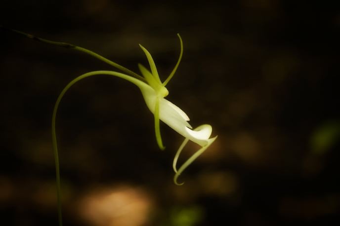 Орхидеи: разнообразие видов и форм