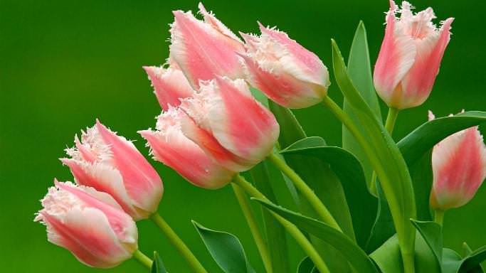 Как вырастить тюльпаны в теплице к 8 марта: условия выгонки