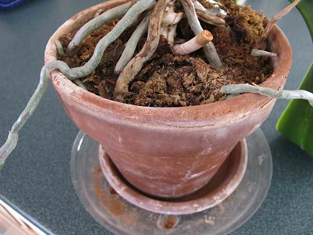 Когда корневая система не в состоянии вместиться в горшок, проводится пересадка