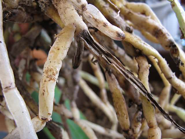 Пересадка орхидеи производится в случае загнивания корней