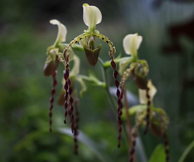 Выращивание «Пафиопедилум» в домашних условиях требует строгого соблюдения ухода