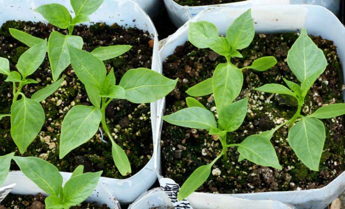 Очень важно соблюдать сроки посева и высадки рассады