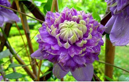 Клематисы: описание многообразия форм, сортов и цвета в Подмосковье