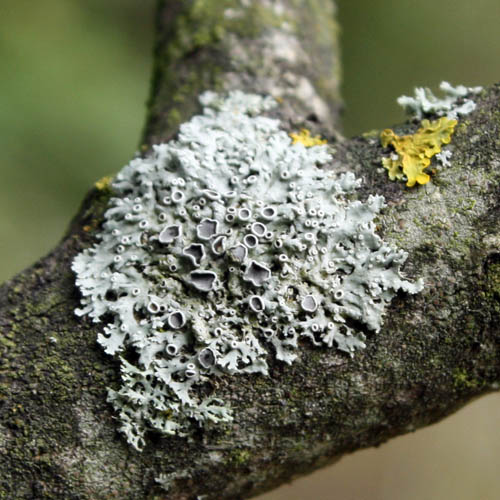 Как избавиться от налета на деревьях