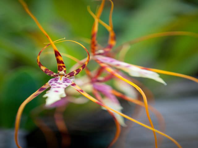 Орхидеи: разнообразие видов и форм