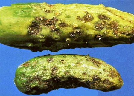 Кладоспориоз огурца — заболевание растения, которое поражает плоды