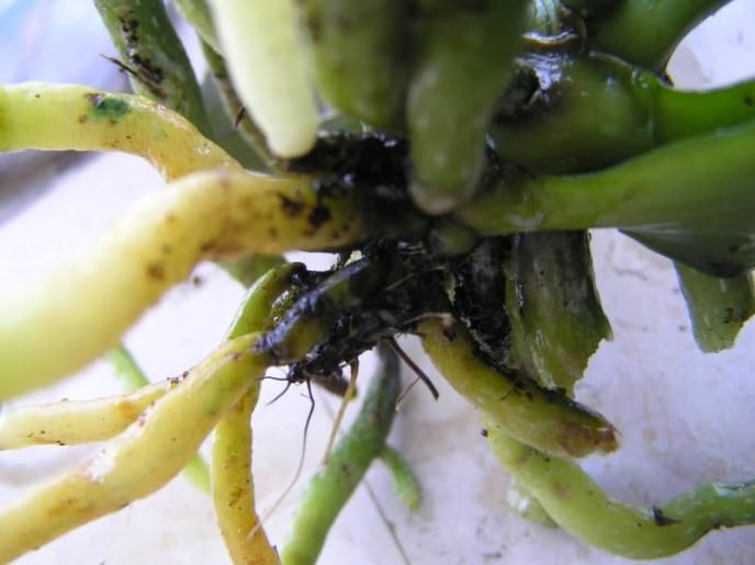 Наиболее часто корни орхидеи комнатной гниют из-за нарушений режима освещения