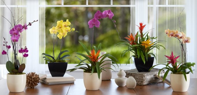 Правильный выбор емкости обеспечит орхидее рост в комфортных условиях и хорошее развитие