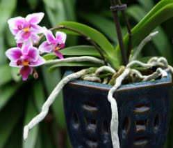 Корневая система комнатных орхидей отличается от строения корней других видов растений