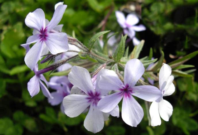 «Лапхамии» (Laphamii)