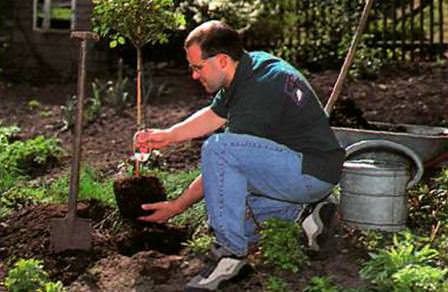 Закаливание плодового сада перед зимовкой