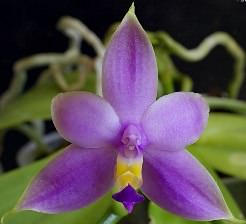 «Фаленопсис фиолетовый» многим известен под названием «Фаленопсис виолация»