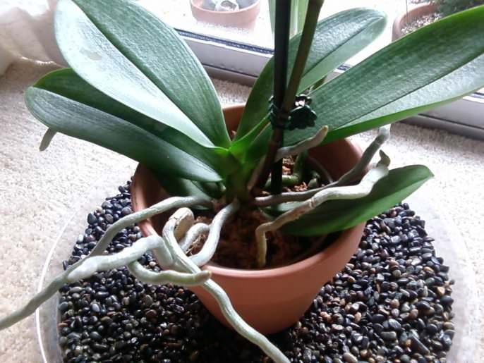 Для нормального состояния веламена характерно наличие ярко-белого цвета