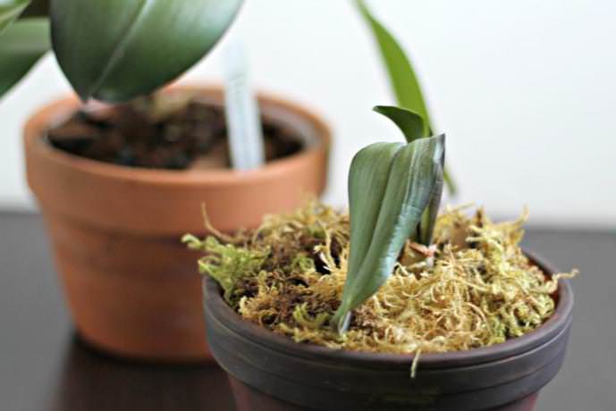 Пересадить комнатную орхидею можно несколькими способами