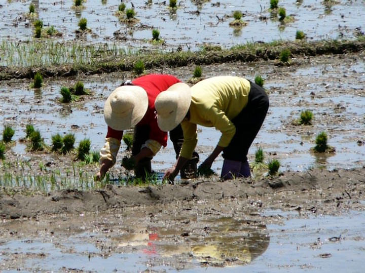 Для того чтобы вырастить 1 килограмм риса, требуется около 5 тысяч литров воды