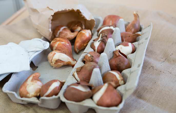 Перед тем как весной высадить луковицы тюльпана, для них обязательно необходимо выполнить процедуры, укрепляющие «иммунитет»