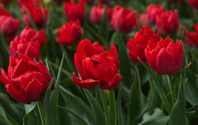 Для ранней выгонки подходят сорт «Абба»