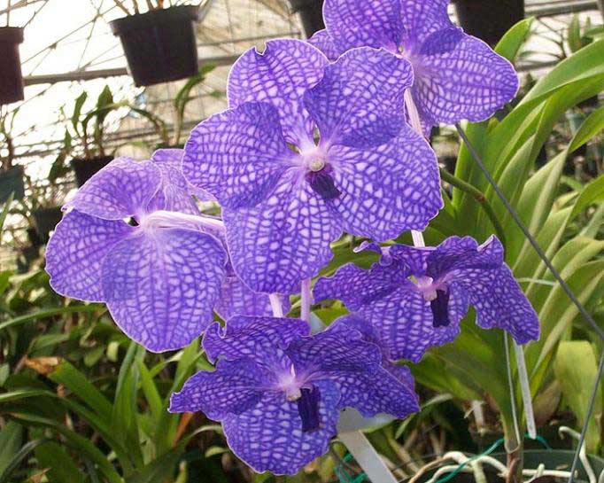 Нежная Ванда обладает ремневидными листьями, располагающимися в 2 ряда