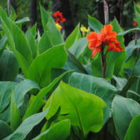 Выращивание канн и особенности ухода, размножение