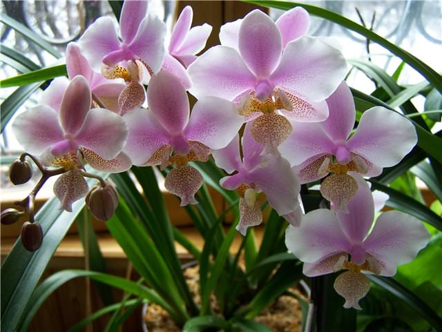 Фаленопсис Филадельфия довольно распространена и является гибридом Сhilleriana и Стюарта