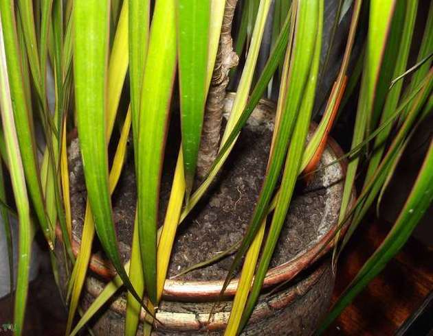 Достаточно часто на драцене желтеют и опадают листья в результате неправильного полива