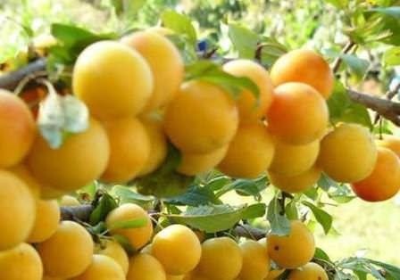 Злато скифов — сорт алычи удивит замечательным вкусом и ароматом