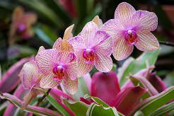 Комнатные орхидеи отличаются от своих дикорастущих собратьев