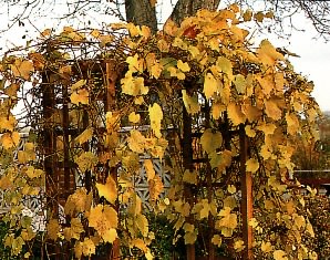 Строим арку для винограда своими руками!