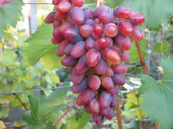 Виноград &laquo;Арочный&raquo; не слишком популярен у садоводов нашей страны