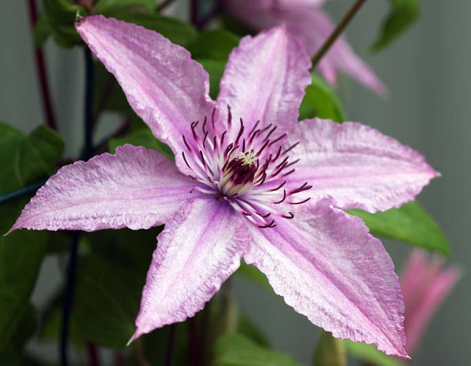 Клематисы: описание многообразия форм, сортов и цвета в Подмосковье