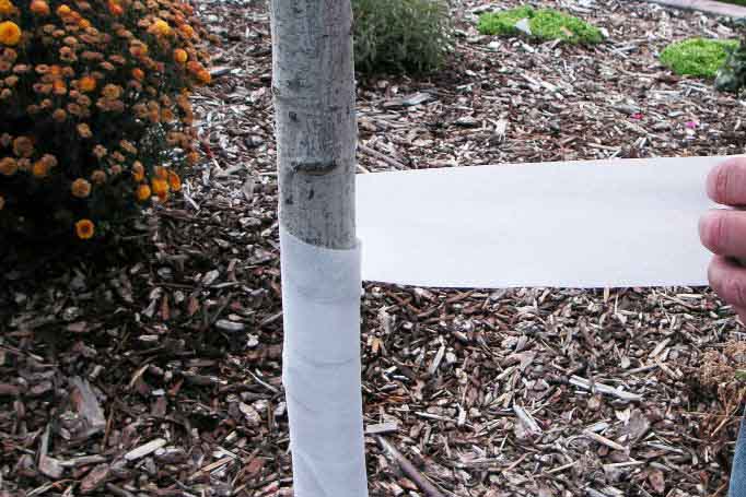 Cтвол должен быть укрыт как минимум на полтора метра