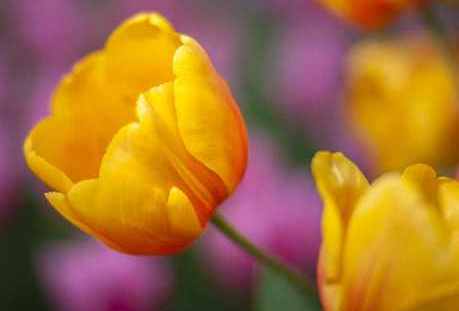 Такие разные тюльпаны