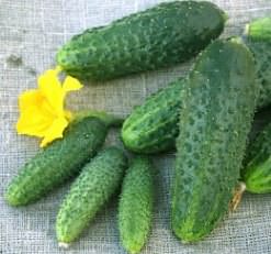 Огурец «Пасадена f1» выведен голландскими селекционерами