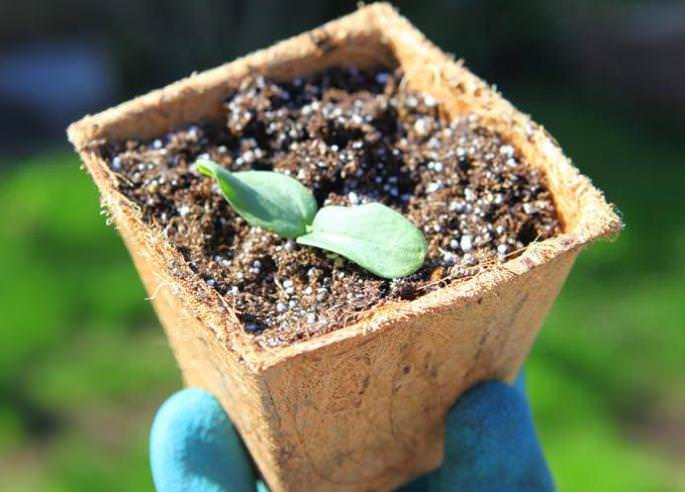 Посадка огурцов на рассаду является прекрасным способом значительно ускорить появление всходов овощной культуры