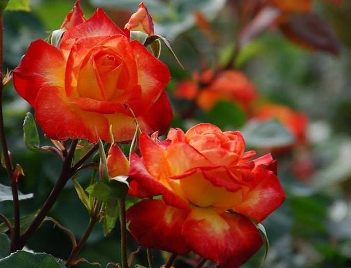 Роза не переносит длительного затемнения