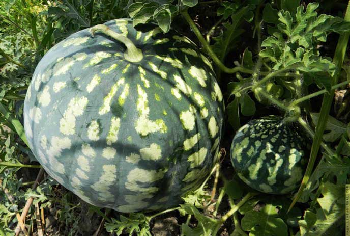 Поздние сорта и гибриды арбузов требуют много света и тепла