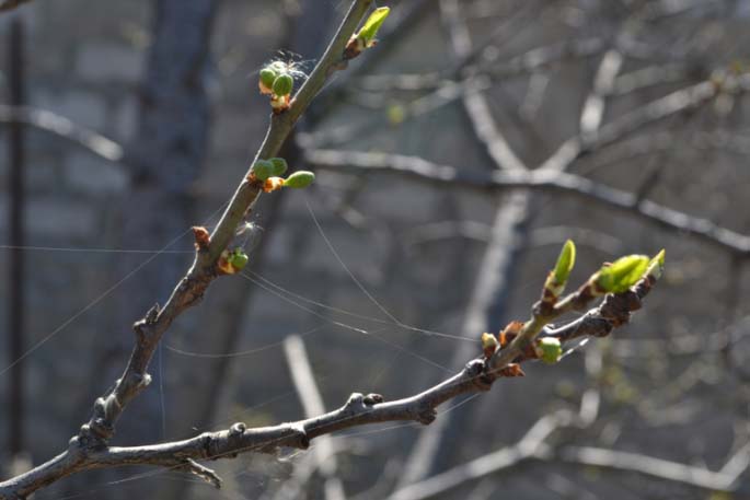 Отсутствие цветения вишни может указывать на избыточное внесение в почву нитратов