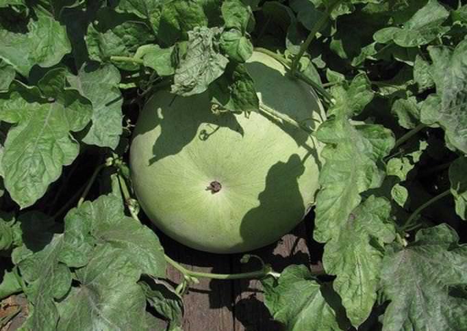 Арбуз Атаманский – раннеспелый сорт, созревание плодов происходит между 50 и 65 днями с момента появления настоящих листьев