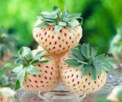 Белая клубника – новое слово в селекции ягодных культур