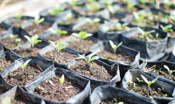 Желательно выращивать баклажан через рассаду