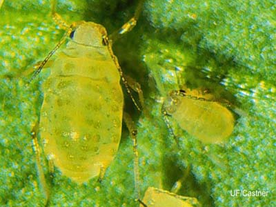 Как бороться с бахчевой тлей на огурцах?