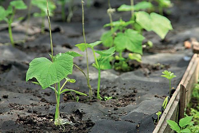 Подготовка почвы под огурцы должна проводиться в соответствии со всеми требованиями технологии выращивания