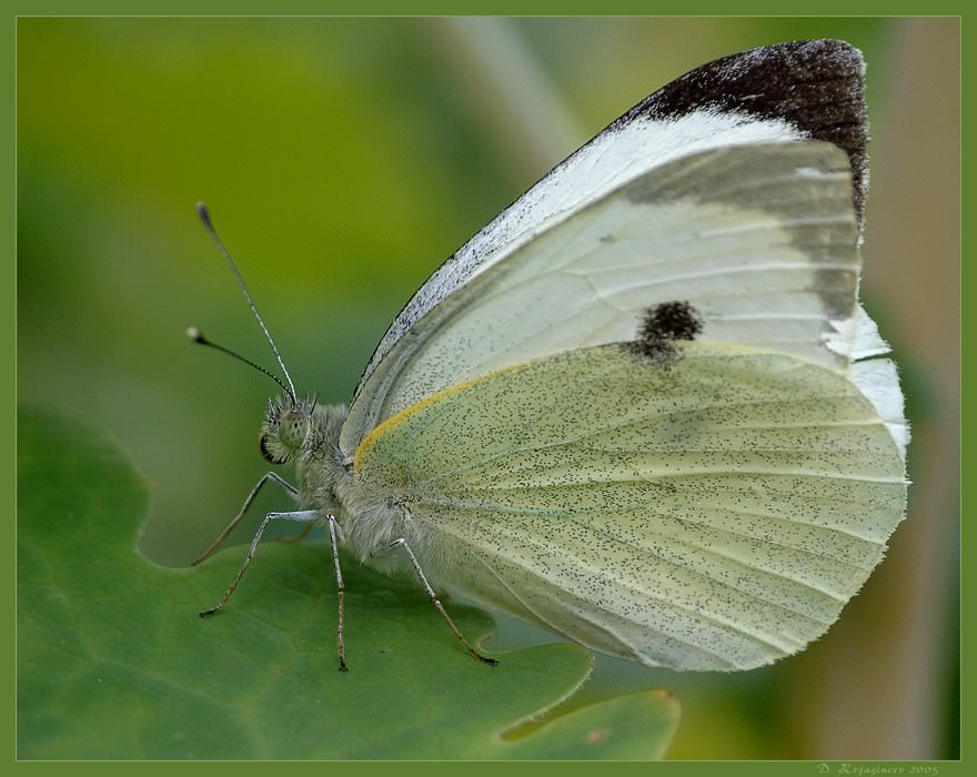 Какие меры предпринять для уничтожения совки и белянки на грядках капусты?