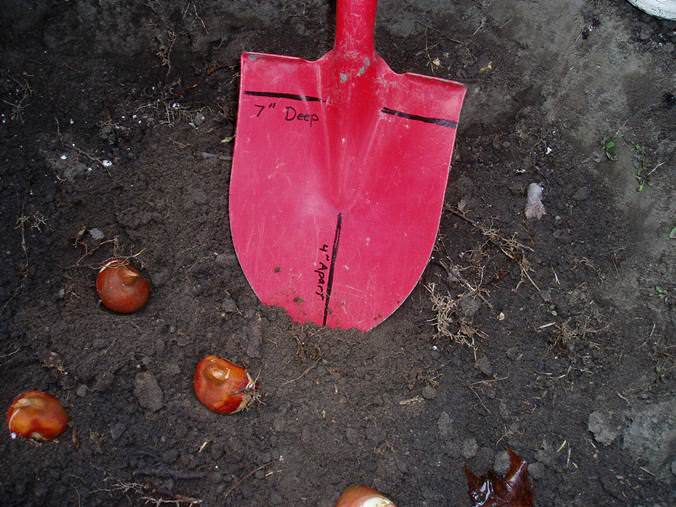 Глубина посадки составляеттри высоты луковицы, а плотность посадки не должна превышать двух её диаметров