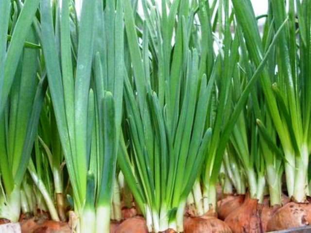 Заработать можно на теплице! Например, здесь можно вырастить ранние помидоры и огурцы, зелень и прочие культуры