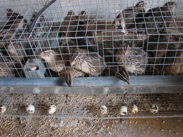 На перепелах и перепелиных яйцах можно отлично заработать