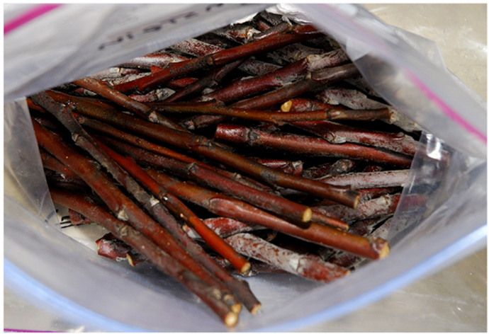 Хранить побеги яблонь можно в подвале под слоем влажного песка либо в холодильнике, предварительно поместив в полиэтиленовый пакет