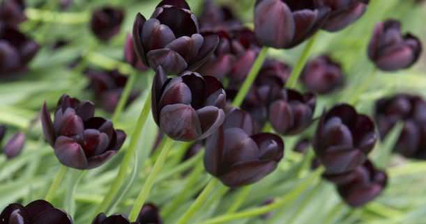 Как вырастить тюльпаны в теплице к 8 марта: условия выгонки