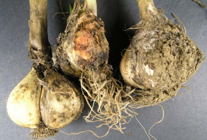 Если вы выдернули чеснок, а на его корнях присутствует плесень или чернота – это болезнь